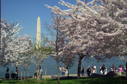 Washington Monument